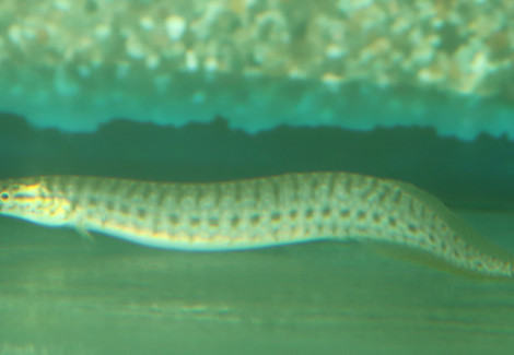 Macrognathus Maculatus S