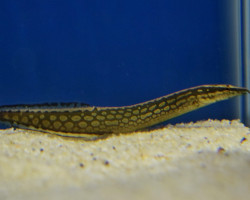 Mastacembelus Armatus (25Cm)