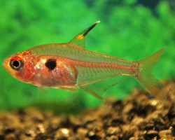 Hyphessobrycon Sweglesi L