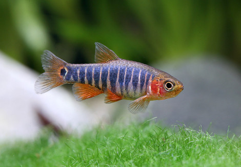 Danio Erythromicron S