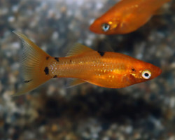 P. Sphenops Golddust Longfin S/M