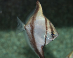 Monodactylus Sebae S/M