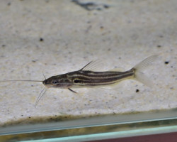 Mystus Vittatus L