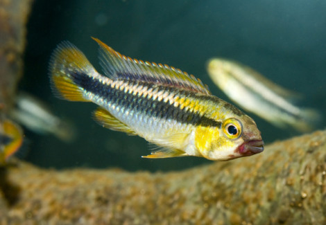 Apistogramma Sp. Abacaxis M