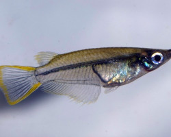 Oryzias Javanicus M