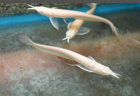 Osteoglossum Bicirrhosum Albino S