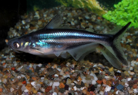 Pangasianodon Hypophthalmus S