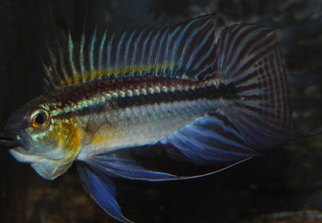 Apistogramma Bitaeniata M