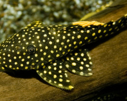 Baryancistrus Golden Nugget L18 M