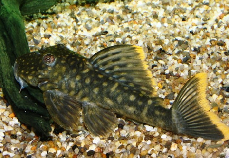 L106 Hemiancistrus Guahiborum S