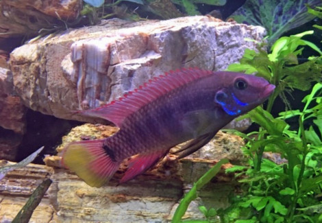 Wallaceochromis Humilis Boffa M