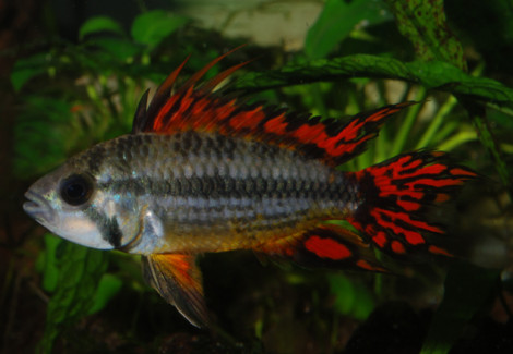 Apisto Cac. Double Red Solo Maschi L