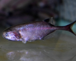 Petrocephalis Sp. Red M