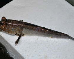 Periophtalmus Barbus M