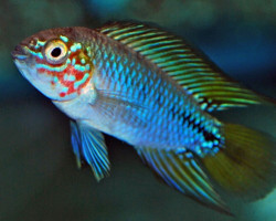 Apistogramma Sp. Opal M