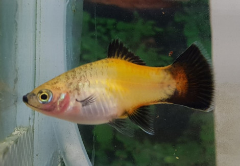 Platy Wagtail Yellow M