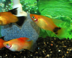 Platy Hifin Mix M