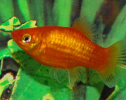 Platy Neon Orange  M