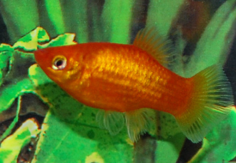 Platy Neon Orange  M