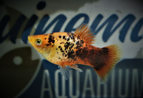 Platy Coral Orange Spotted M