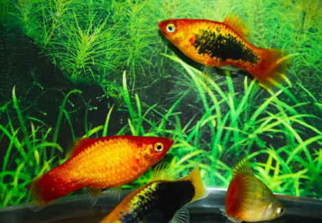 Platy Neon Mix M