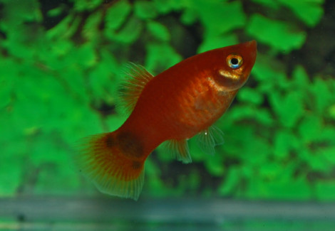 Platy Red Mickey L