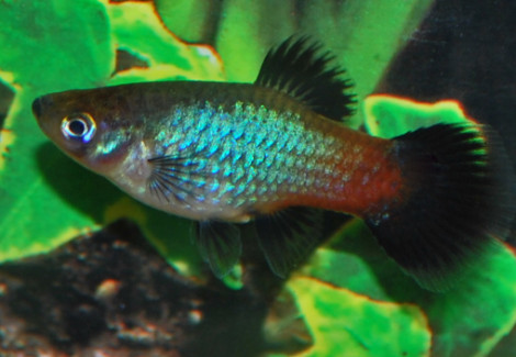 Platy Rainbow S/M