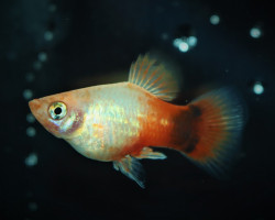 Platy Neon White Orange Mickey M