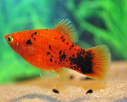 Platy Red Spotted M