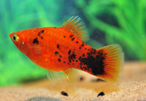 Platy Red Spotted M