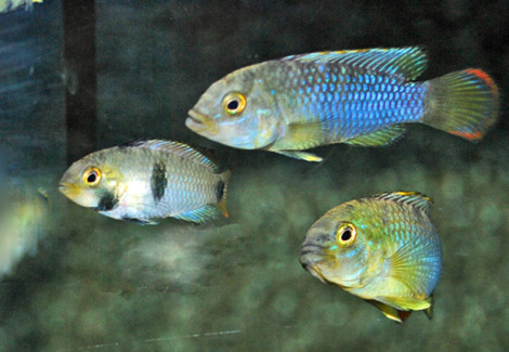 Apistogramma Nijsseni M