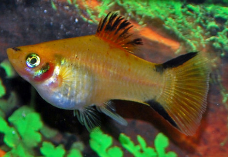 Platy Victory Yellow M