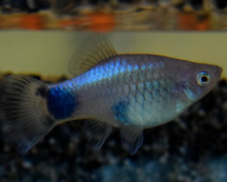 Platy Blue Mickey M