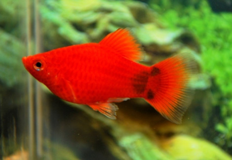 Platy Coral Red Mickey S/M