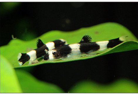 Yaoshania Pachychilus S