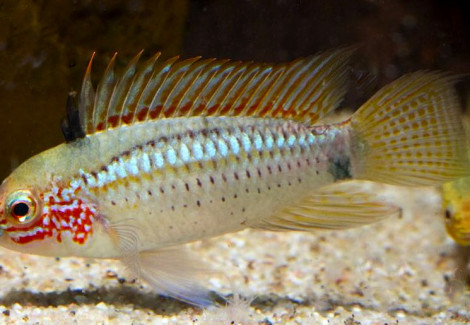 Apistogramma Eremnopyge  L