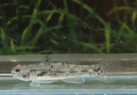 Pseudogobius Sp. M