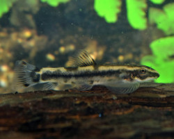 Yaoshania Pachychilus "Type Ll" M