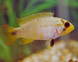 Apistogramma Pandurini M