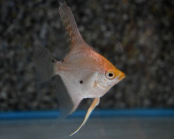 Pterophyllum Sc. Gold/Marble M