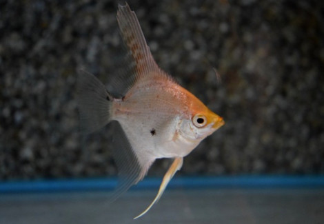 Pterophyllum Sc. Gold/Marble M