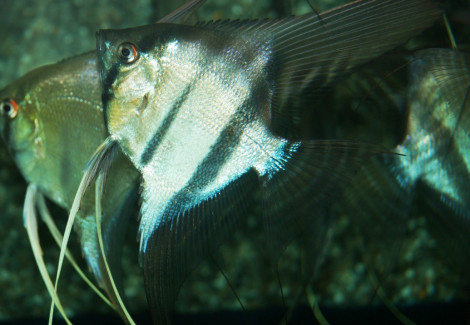 Pterophyllum Cf. Scalare Brasil L