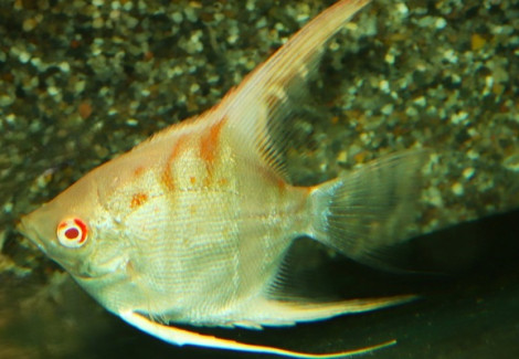 P. Scalare Manacapuru Albino M