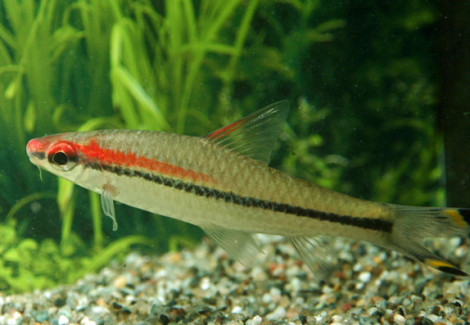 Sahyadria Denisonii S/M