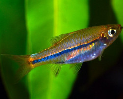 Rasbora Sarawakensis M