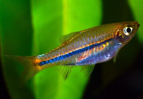 Rasbora Sarawakensis M