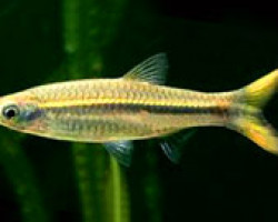 Rasbora Sp. Burmese Yellow Tail M