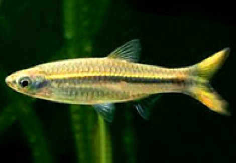 Rasbora Sp. Burmese Yellow Tail M