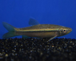 Rasbora Daniconius L