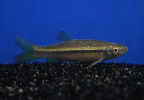 Rasbora Daniconius L